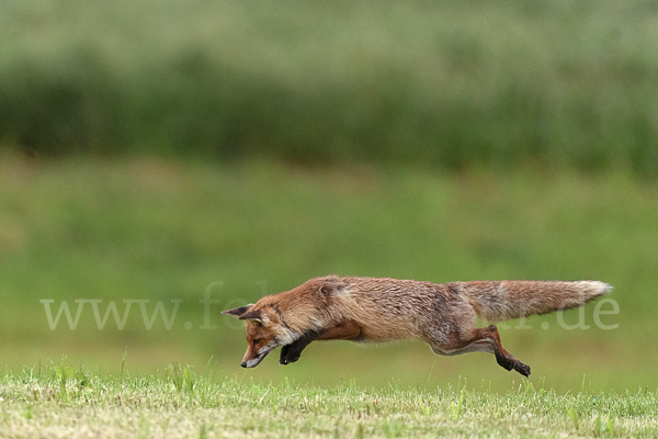 Rotfuchs (Vulpes vulpes)