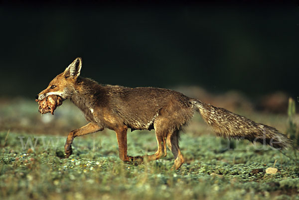 Rotfuchs (Vulpes vulpes)