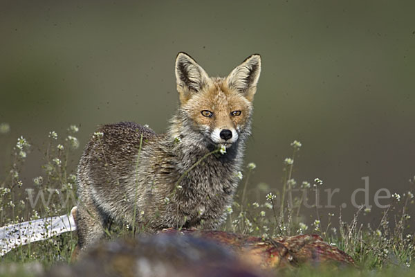 Rotfuchs (Vulpes vulpes)