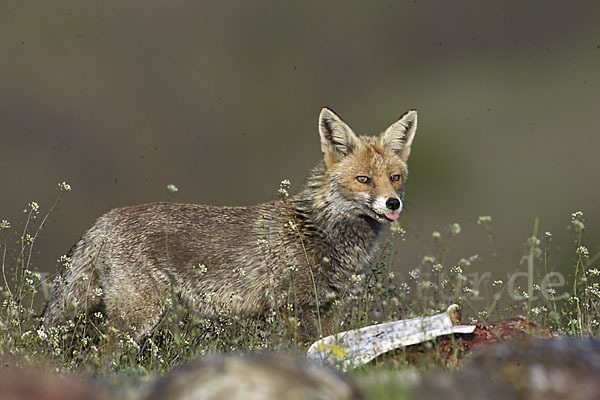 Rotfuchs (Vulpes vulpes)