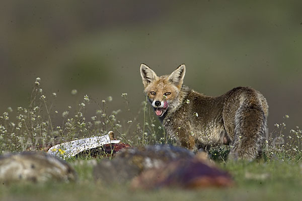 Rotfuchs (Vulpes vulpes)