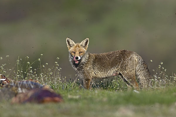 Rotfuchs (Vulpes vulpes)