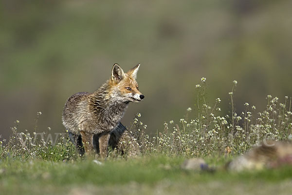 Rotfuchs (Vulpes vulpes)