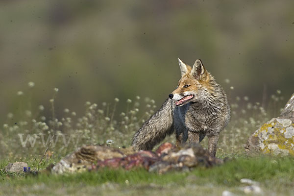 Rotfuchs (Vulpes vulpes)