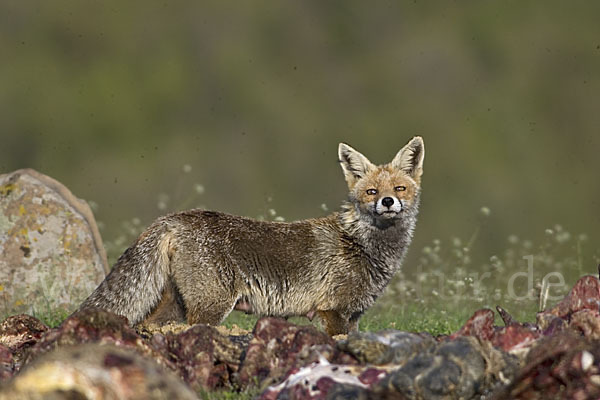 Rotfuchs (Vulpes vulpes)