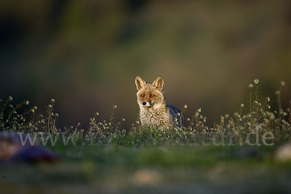 Rotfuchs (Vulpes vulpes)