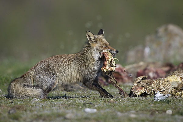 Rotfuchs (Vulpes vulpes)