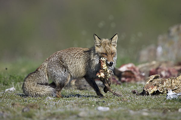 Rotfuchs (Vulpes vulpes)