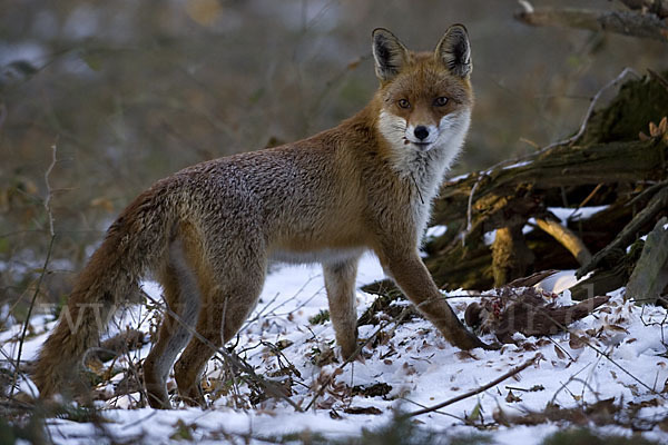 Rotfuchs (Vulpes vulpes)