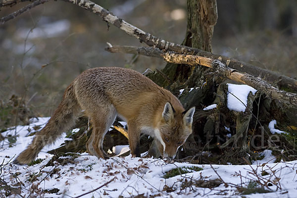 Rotfuchs (Vulpes vulpes)