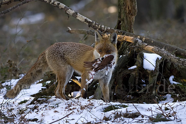 Rotfuchs (Vulpes vulpes)