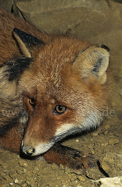 Rotfuchs (Vulpes vulpes)