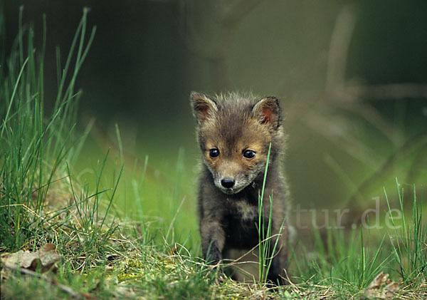 Rotfuchs (Vulpes vulpes)