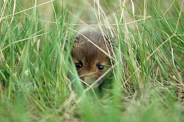 Rotfuchs (Vulpes vulpes)