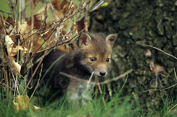 Rotfuchs (Vulpes vulpes)