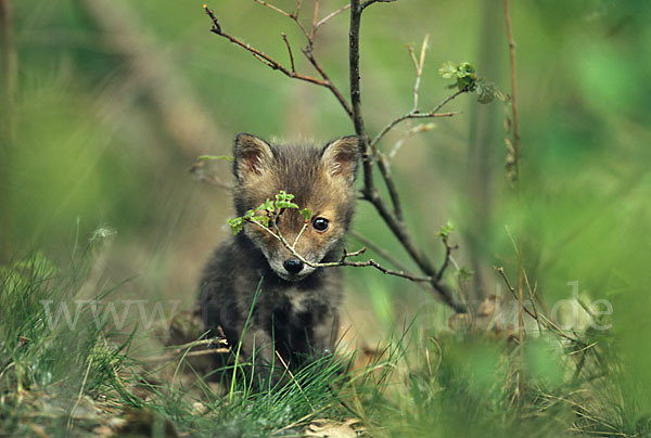 Rotfuchs (Vulpes vulpes)