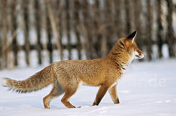 Rotfuchs (Vulpes vulpes)