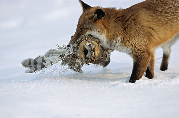 Rotfuchs (Vulpes vulpes)