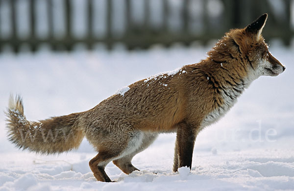 Rotfuchs (Vulpes vulpes)