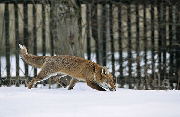 Rotfuchs (Vulpes vulpes)