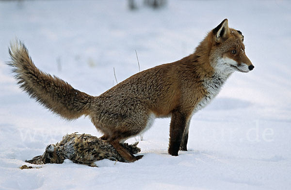 Rotfuchs (Vulpes vulpes)