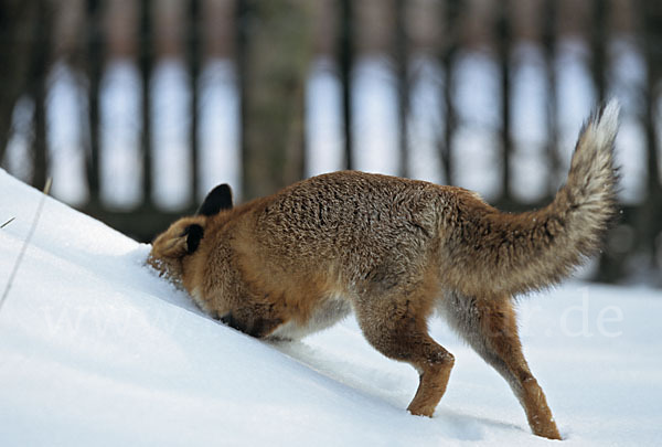 Rotfuchs (Vulpes vulpes)