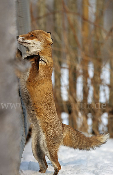 Rotfuchs (Vulpes vulpes)