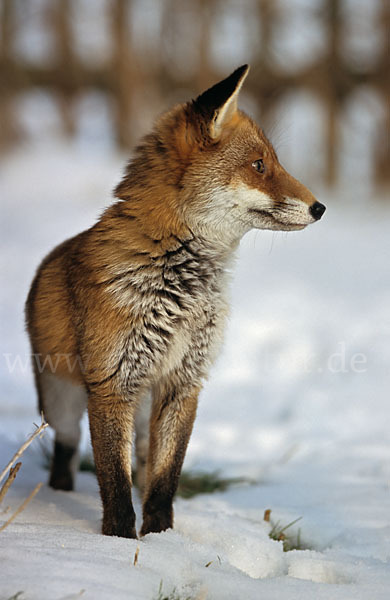 Rotfuchs (Vulpes vulpes)