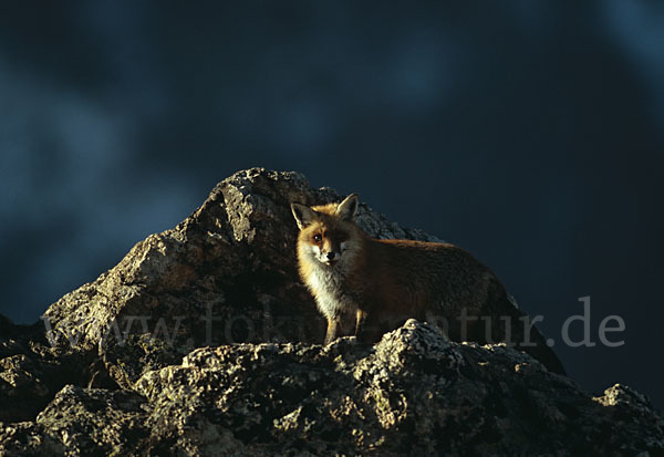 Rotfuchs (Vulpes vulpes)