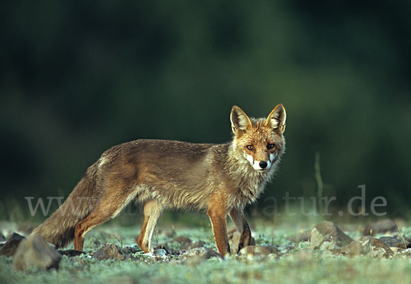 Rotfuchs (Vulpes vulpes)