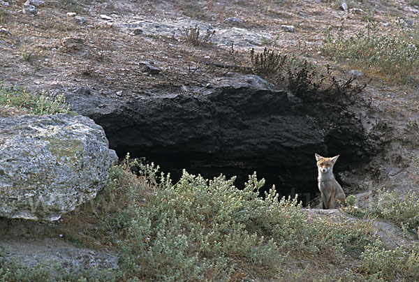 Rotfuchs (Vulpes vulpes)