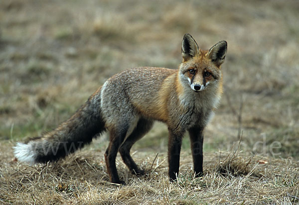 Rotfuchs (Vulpes vulpes)