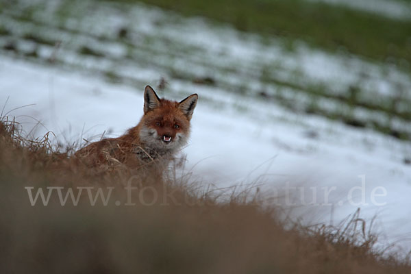 Rotfuchs (Vulpes vulpes)