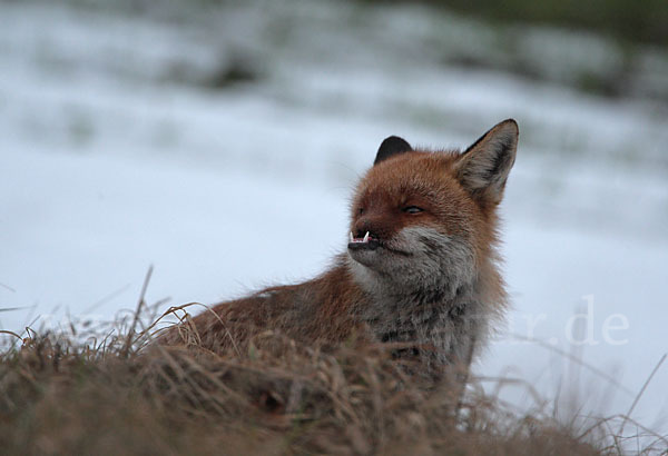 Rotfuchs (Vulpes vulpes)