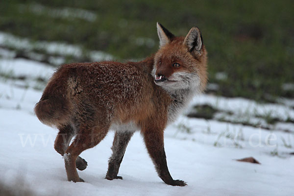 Rotfuchs (Vulpes vulpes)