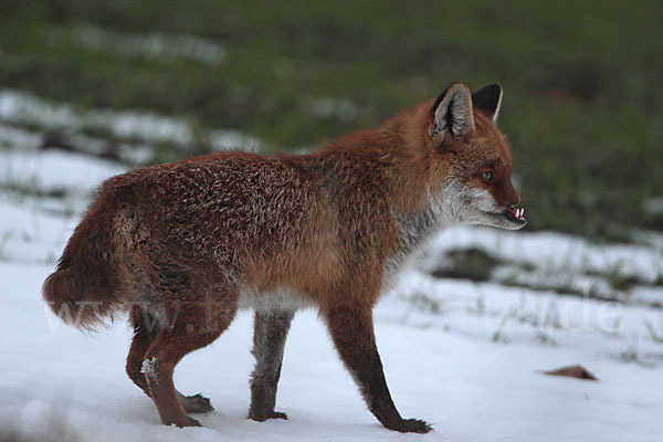 Rotfuchs (Vulpes vulpes)