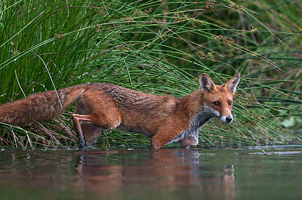 Rotfuchs (Vulpes vulpes)