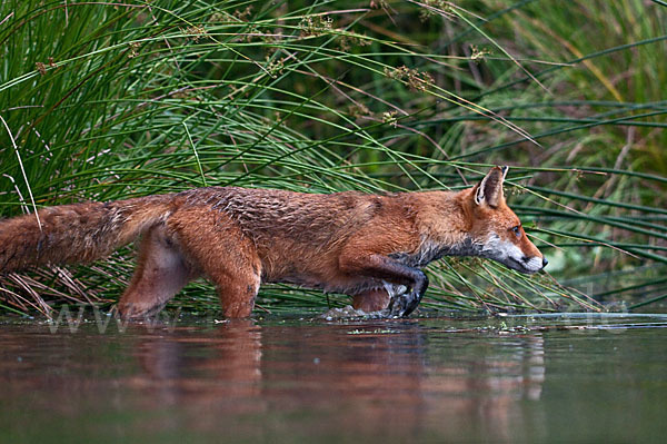 Rotfuchs (Vulpes vulpes)