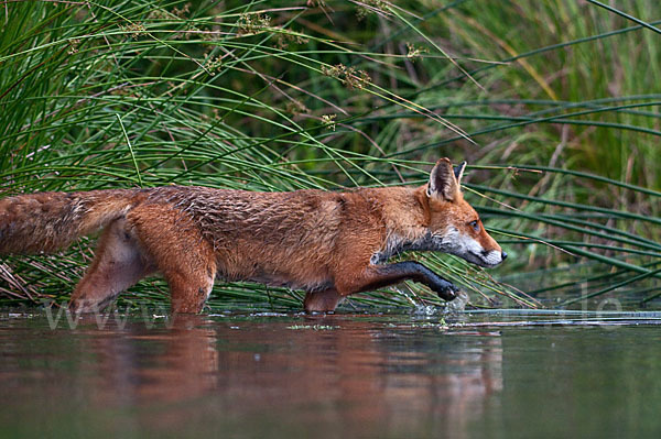 Rotfuchs (Vulpes vulpes)