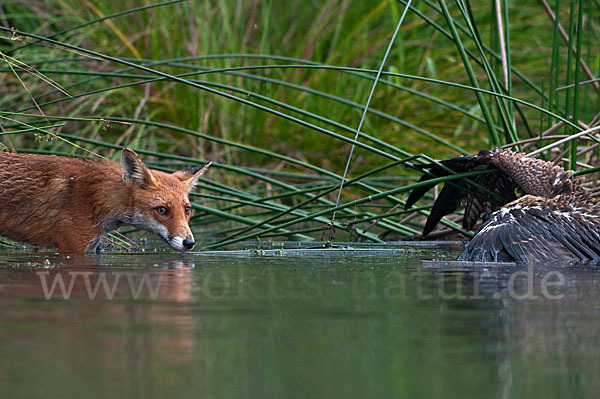 Rotfuchs (Vulpes vulpes)