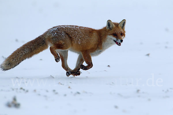 Rotfuchs (Vulpes vulpes)