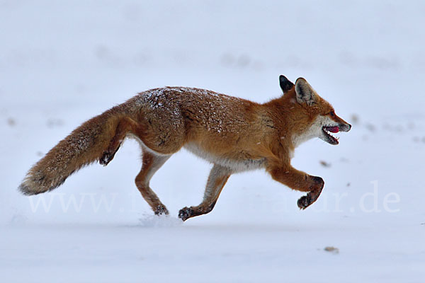 Rotfuchs (Vulpes vulpes)