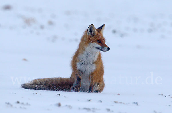 Rotfuchs (Vulpes vulpes)