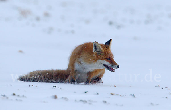 Rotfuchs (Vulpes vulpes)