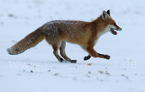 Rotfuchs (Vulpes vulpes)