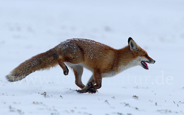 Rotfuchs (Vulpes vulpes)