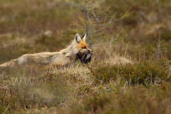 Rotfuchs (Vulpes vulpes)