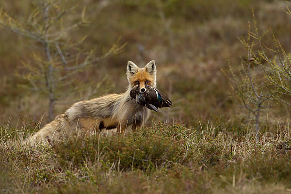 Rotfuchs (Vulpes vulpes)