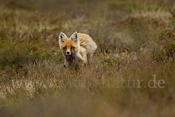 Rotfuchs (Vulpes vulpes)