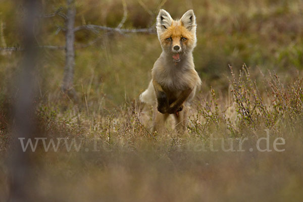 Rotfuchs (Vulpes vulpes)